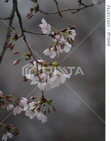 桜の花 100319742