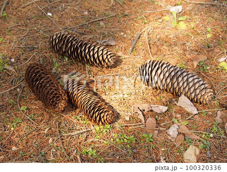 地面に落ちたトウヒの実(松カサ) 地面に落ちたトウヒの実(松カサ) 100320336