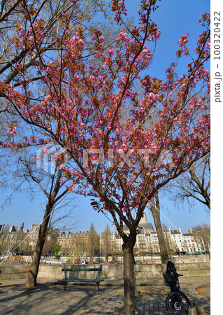 フランス、パリ。サン・ルイ島に咲く桜。2022年3月27日撮影。 フランス、パリ。サン・ルイ島に咲く桜。2022年3月27日撮影。 100320422