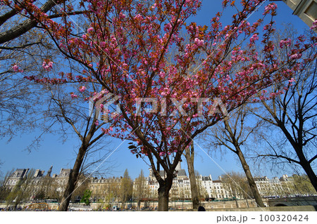 フランス、パリ。サン・ルイ島に咲く桜。2022年3月27日撮影。 100320424