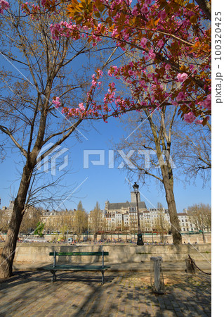 フランス、パリ。サン・ルイ島に咲く桜。2022年3月27日撮影。 100320425