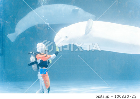 鴨川シーワールドのベルーガのショー 100320725