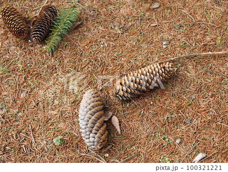 地面に落ちたトウヒの実(松カサ) 地面に落ちたトウヒの実(松カサ) 100321221