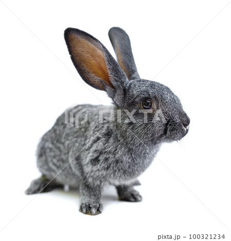 Adorable little gray rabbit isolated on white background 100321234