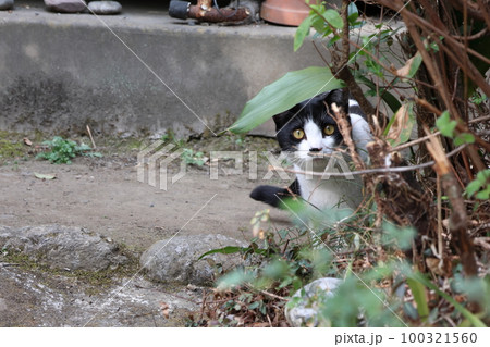 様子を伺う猫 100321560