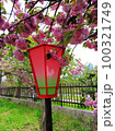 ピンク色の八重桜とぼんぼりの背景に鉄製の柵と黄みどり色の草木 100321749