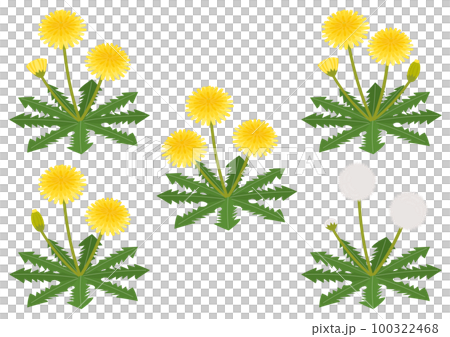 たんぽぽのイラストのセット 100322468