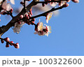 青空に映える裏高尾のあんずの花 100322600