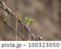 春 屋外 葉 100323050