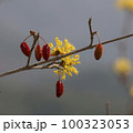 自然 天然 植物 100323053