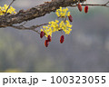 春 自然 景色 100323055
