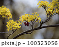 自然 花びら 屋外 100323056