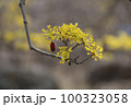 春 自然 景色 100323058