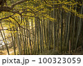 竹林 屋外 葉 100323059