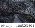 春 花 観光 100323401