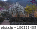 春 花 観光 100323405