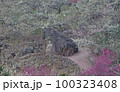 春 自然 観光 100323408