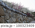 紅梅 自然 春 100323409