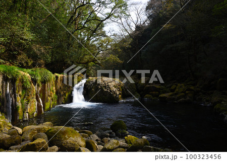 春の菊池渓谷 100323456