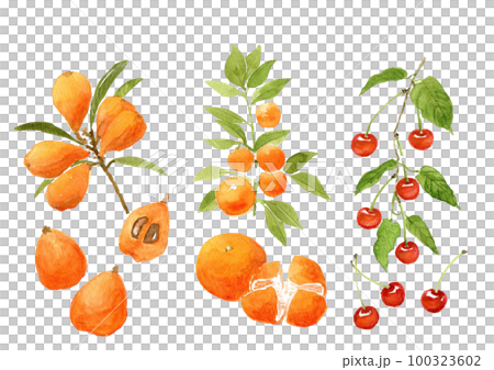 枝葉付き果物3種の手描き水彩イラストセット 100323602