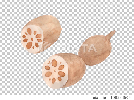 手繪水彩插圖的蓮藕 手繪水彩插圖的蓮藕 100323609