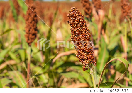 Millet or Sorghum an important cereal crop in field Millet or Sorghum an important cereal crop in field 100324332
