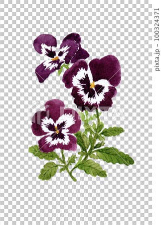 Hand drawn watercolor illustration of purple viola 100324371