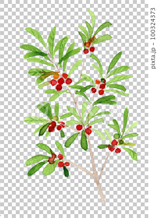 楊梅果樹的水彩插圖 楊梅果樹的水彩插圖 100324373