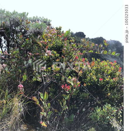 Images of various wild plants 100325033