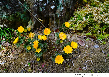 フクジュソウ フクジュソウ 100325962