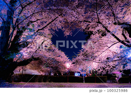 弘前公園　夜桜 100325986