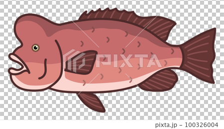 コブダイ 100326004