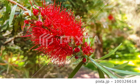 A red flower blooming on a weeping callistemon or red bottle bushes, in early spring in a park area A red flower blooming on a weeping callistemon or red bottle bushes, in early spring in a park area 100326618