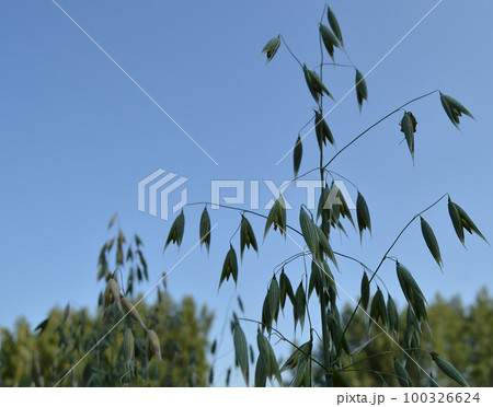Ears of oats are growing on the green field on background blue sky Ears of oats are growing on the green field on background blue sky 100326624