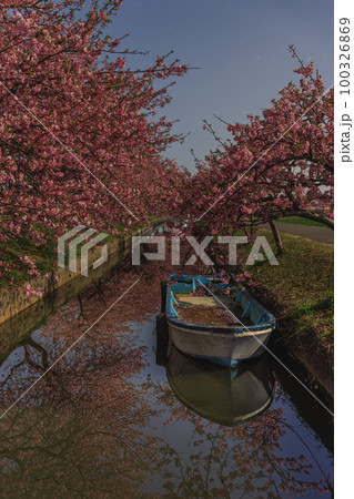 月明かりに照らされる笠松河津桜ロード 100326869