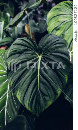 Green leaf . Beauty leave, veins, sinus of philodendron gloriosum. Green leaf . Beauty leave, veins, sinus of philodendron gloriosum. 100327120