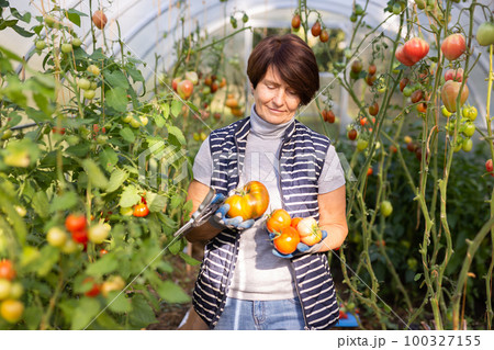 Older woman happily harvesting tomatoes in greenhouse Older woman happily harvesting tomatoes in greenhouse 100327155