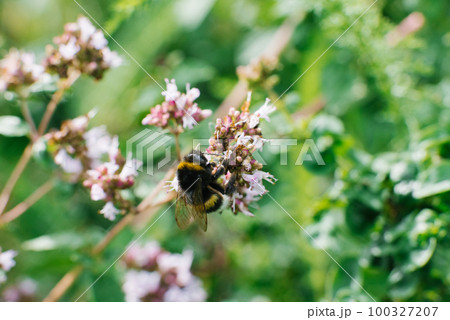 A bumblebee sits on a lilac oregano flower, selective focus 100327207
