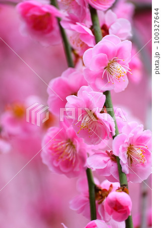 鈴鹿の森庭園のしだれ梅 鈴鹿の森庭園のしだれ梅 100327644