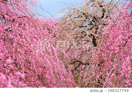 鈴鹿の森庭園のしだれ梅 鈴鹿の森庭園のしだれ梅 100327749