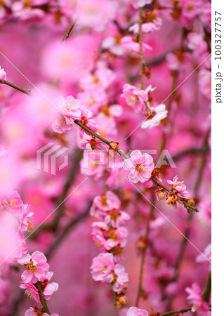 鈴鹿の森庭園のしだれ梅 100327757