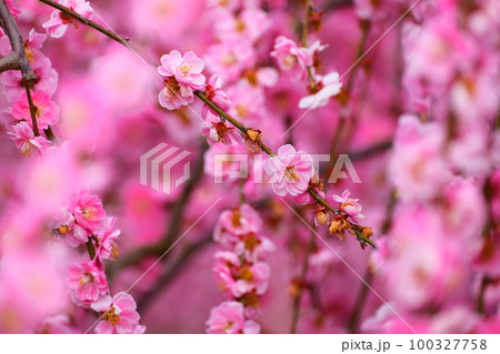 鈴鹿の森庭園のしだれ梅 鈴鹿の森庭園のしだれ梅 100327758