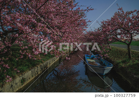 月明かりに照らされる笠松河津桜ロード 100327759