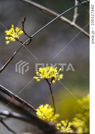 黄色が眩しい綺麗に咲いたサンシュユの花 100327880