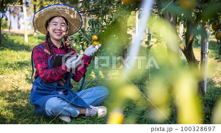 Woman farmer working and inspect quality of organic orange fruit with tablet in orange orchard. Woman farmer working and inspect quality of organic orange fruit with tablet in orange orchard. 100328697