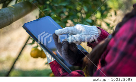 Woman farmer working and inspect quality of organic orange fruit with tablet in orange orchard. Woman farmer working and inspect quality of organic orange fruit with tablet in orange orchard. 100328698