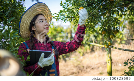 Woman farmer working and inspect quality of organic orange fruit with tablet in orange orchard. Woman farmer working and inspect quality of organic orange fruit with tablet in orange orchard. 100328699