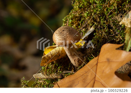 Armillaria mellea, commonly known as honey fungus, is a basidiomycete fungus in the genus Armillaria. Beautiful edible mushroom Armillaria mellea, commonly known as honey fungus, is a basidiomycete fungus in the genus Armillaria. Beautiful edible mushroom 100329226