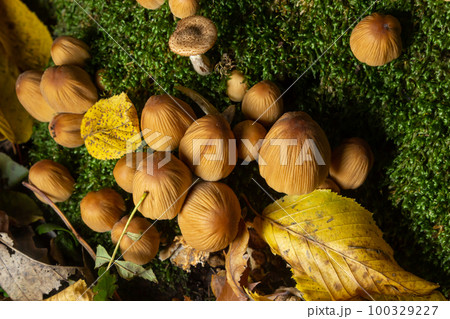 Coprinellus micaceus growing on rotten stumb. Many little mica cap mushrooms in an autumn forest. Group of shiny cap fungi with caps in many shades of yellow. Colorful oak leaf and blueberry bush 100329227