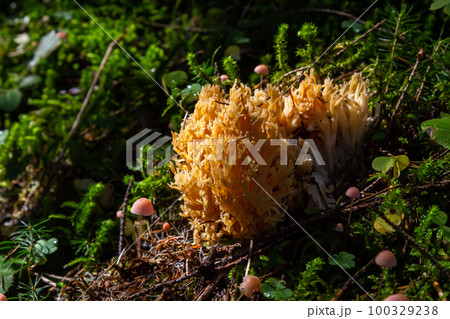 yellow edible coral mushroom Ramaria flava mushroom in the forest, close-up yellow edible coral mushroom Ramaria flava mushroom in the forest, close-up 100329238